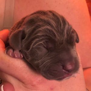 Meet your Posher, Talia